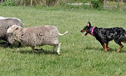 beauceron herding