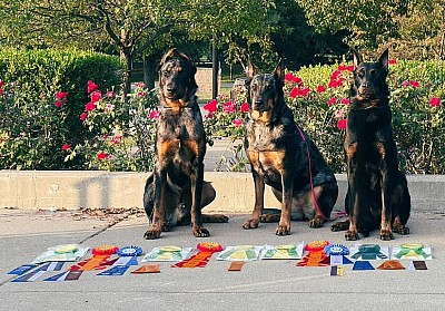 Fleur de Renard Beaucerons