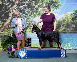 Fleur de Renard Beauceron Puppy Violet AKC Best Puppy in Show