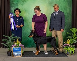 Fleur de Renard puppy Violet AKC ABC Regional Specialty Reserve Winners Bitch