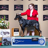 Beauceron Harlequin Male Veles Select Dog