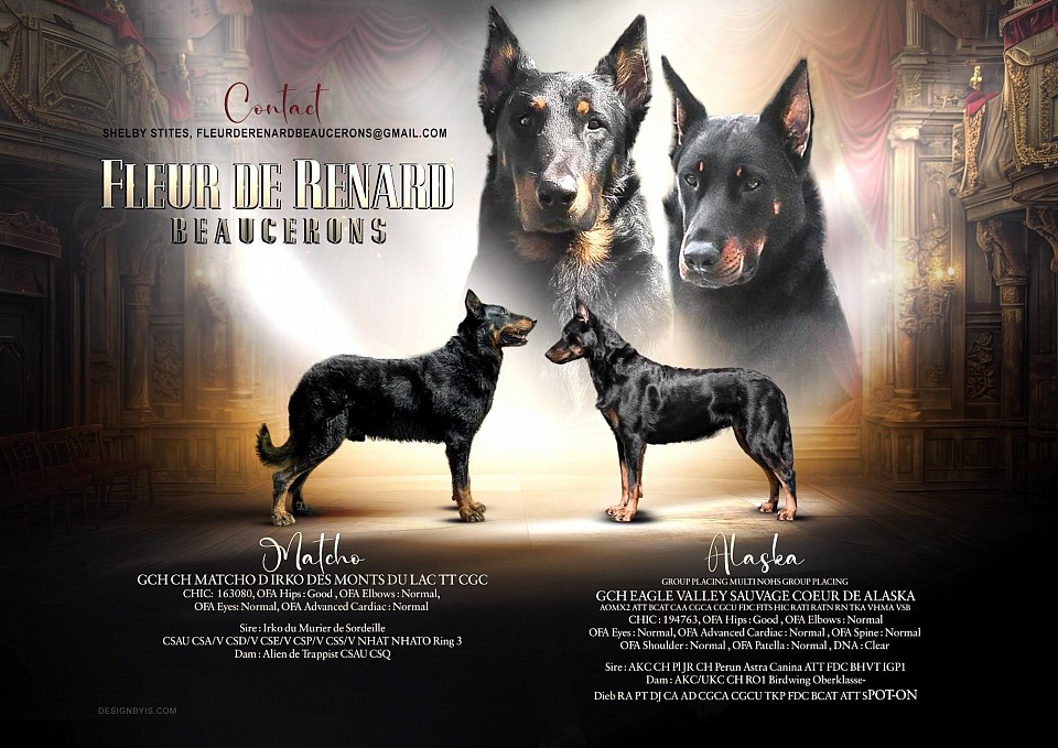 It is my honor to present to you the Fleur de Renard ✨✨Symphony Litter✨✨ GCH CH Matcho D Irko Des Monts Du Lac TT CGC “Matcho” CHIC: 163080 OFA Hips : Good OFA Elbows : Normal OFA Eyes : Normal OFA Advanced Cardiac : Normal Irko du Murier de Sordeille CSAU CSA/V CSD/V CSE/V CSP/V CSS/V NHAT NHATO Ring 3 x Alien de Trappist CSAU CSQ Group Placing Multi NOHS Group Placing GCH Eagle Valley Sauvage Coeur de Alaska AOMx2 ATT BCAT CAA CGCA CGCU FDC FITS HIC RATI RATN RN TKA VHMA VSB “Alaska” CHIC : 194763 OFA Hips : Good OFA Elbows : Normal OFA Eyes : Normal OFA Advanced Cardiac : Normal OFA Spine : Normal OFA Shoulder : Normal OFA Patella : Normal DNA : Clear AKC CH Pl JR CH Perun Astra Canina ATT FDC BHVT IGP1 x AKC/UKC CH RO1 Birdwing Oberklasse-Dieb RA PT DJ CA AD CGCA CGCU TKP FDC BCAT ATT SPOT-ON Thank you so much Karla Davis for the privilege of letting me use Matcho for Alaska! It is an honor to be able to use such a legendary dog and to work with a breeder who has contributed so much to the breed♥️ Breeding is confirmed and puppies are expected late June. Accepting applications and inquiries at this time!