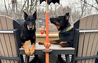 Violet and Venny from our Loky x Alaska 2024 breeding enjoying an early spring day at our favorite local coffee shop!